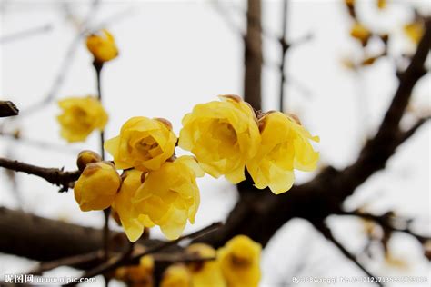 臘梅|蠟梅 (護理, 特徵, 花, 圖片)